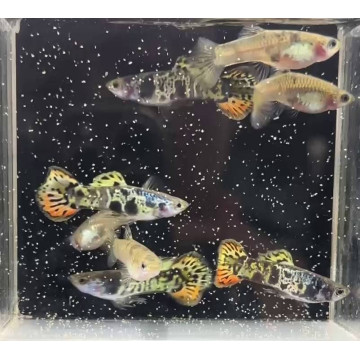 黃老虎圓尾