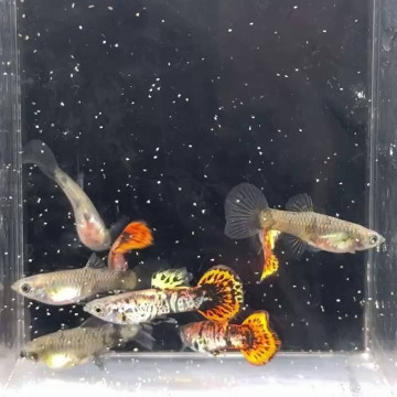 馬將塔紅虎紋圓尾