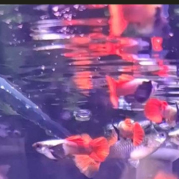 白金紅尾大象耳