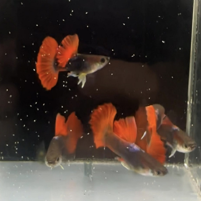 巴西紅扇（火玫瑰)