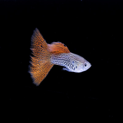 紅蕾絲