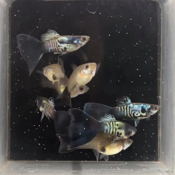銀河藍尾