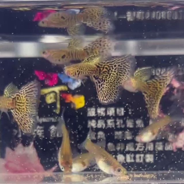 黃蛇王