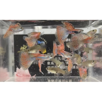紅草尾