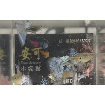 藍草尾