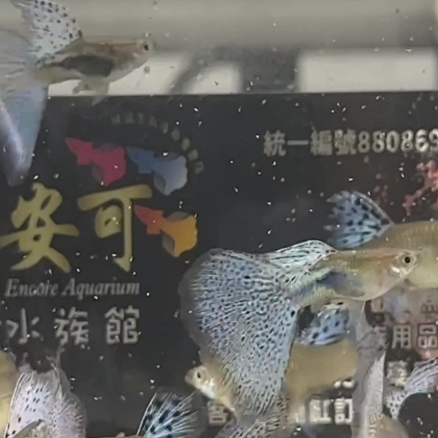 藍草尾