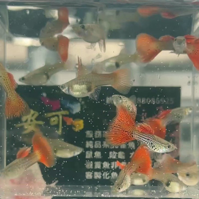紅蕾絲