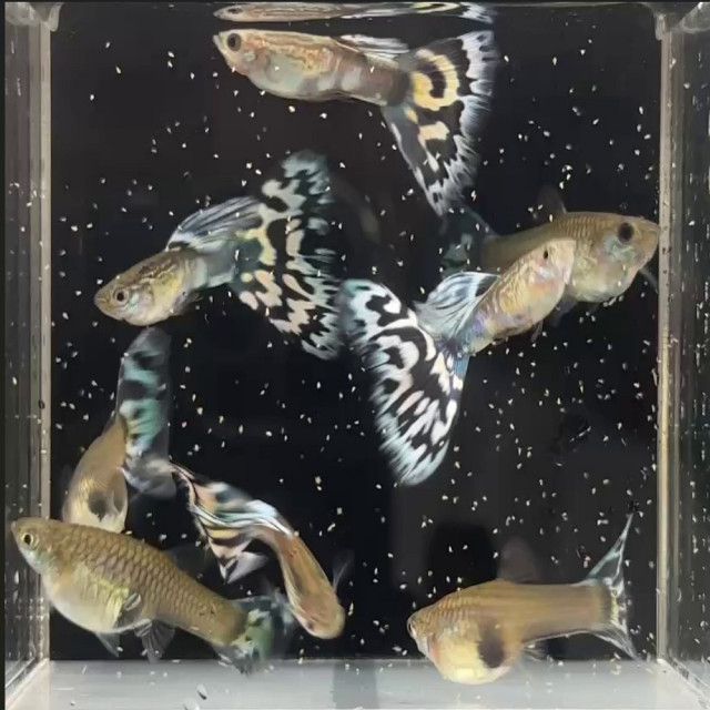 古老馬賽克