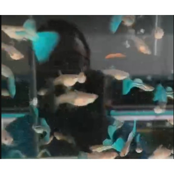 賽級藍草尾