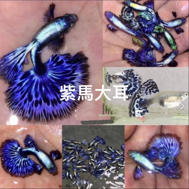 紫馬賽克大耳朵
