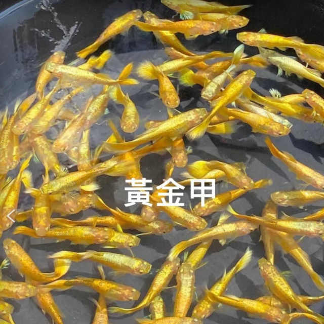 黃金甲