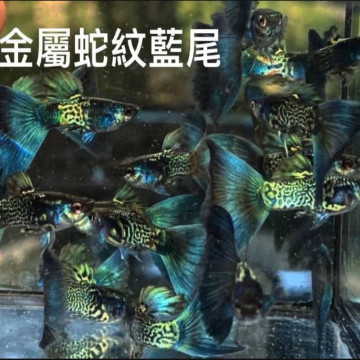 金屬蛇紋藍尾