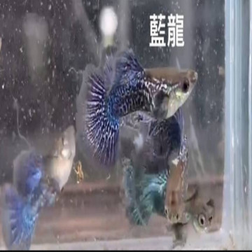 藍龍