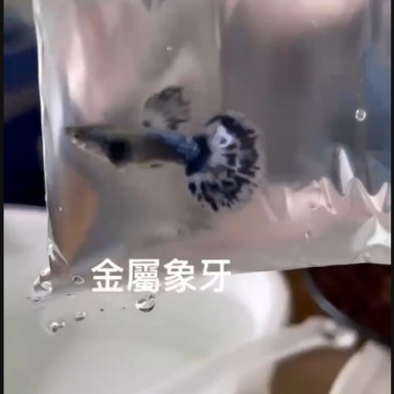 金屬象牙
