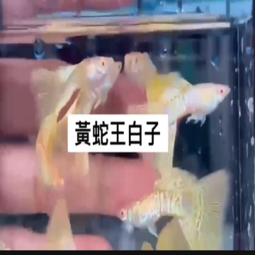 黃蛇王白子