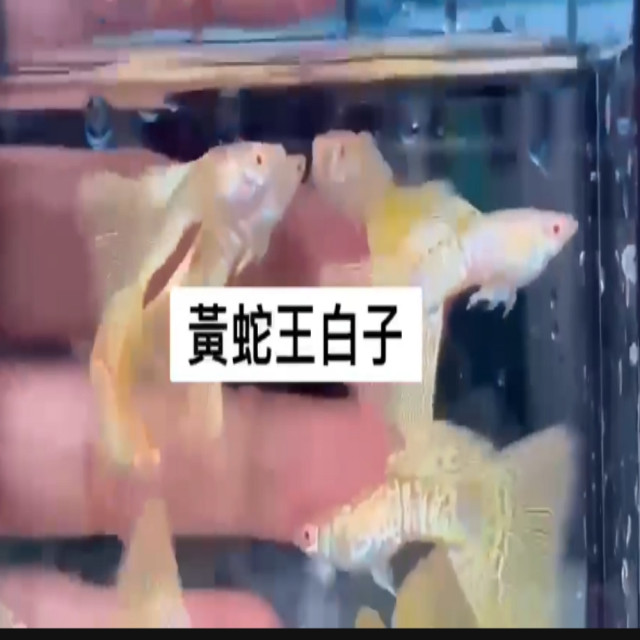 黃蛇王白子