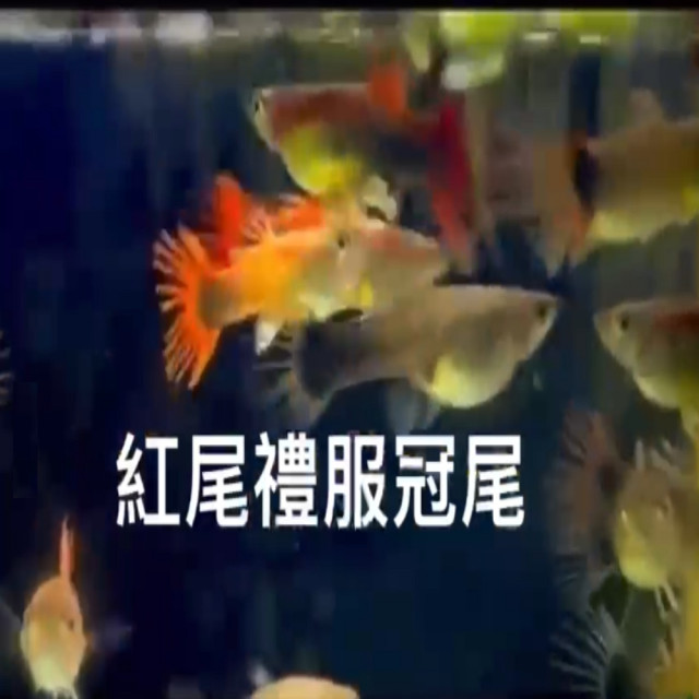 紅尾禮服冠尾