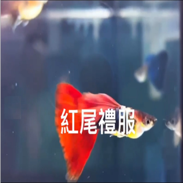 紅尾禮服
