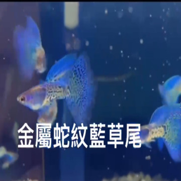 金屬蛇紋藍草尾
