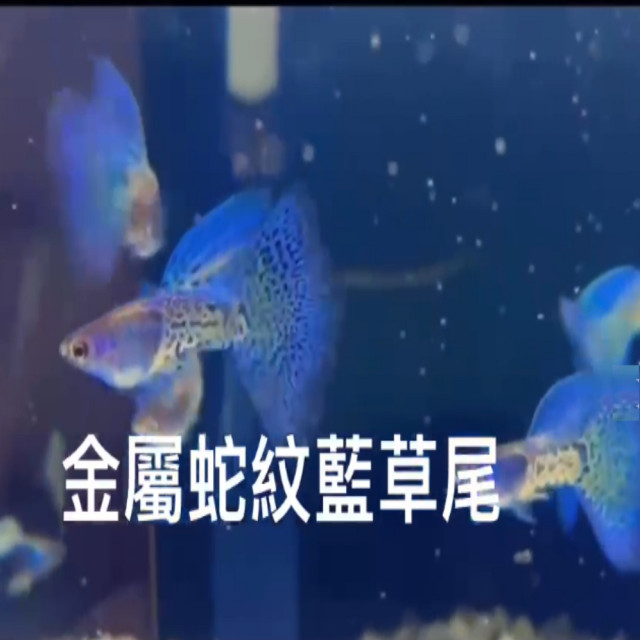 金屬蛇紋藍草尾