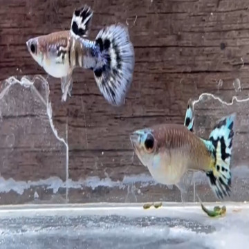 藍丹頂
