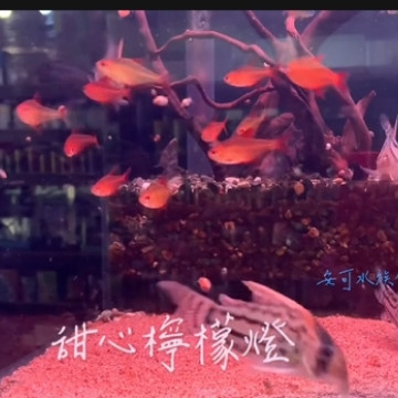 甜心檸檬燈