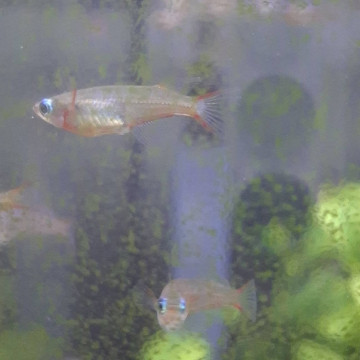 七彩霓虹稻田魚