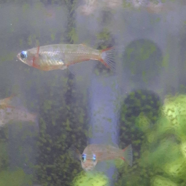 七彩霓虹稻田魚