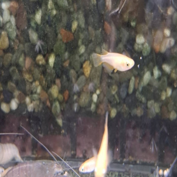 粉紅稻田魚