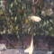 粉紅稻田魚