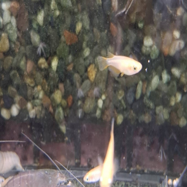 粉紅稻田魚