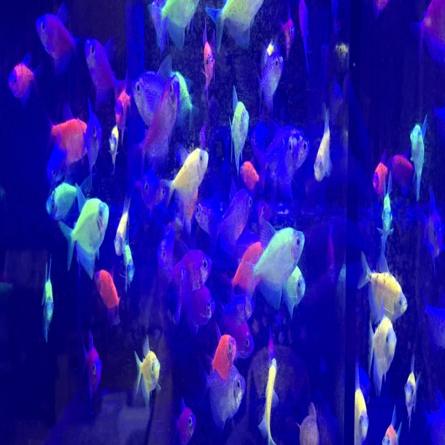螢光磚魚