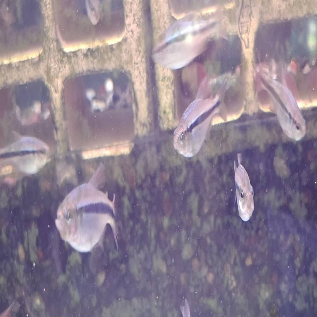 超級彩虹藍帝燈