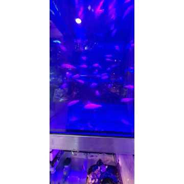 粉紅斑馬
