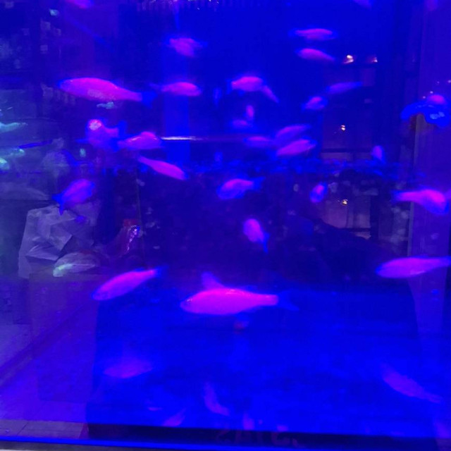 粉紅斑馬