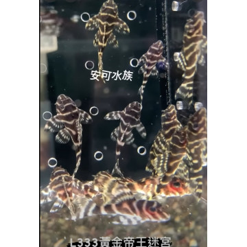  L333 黃金帝王迷宮