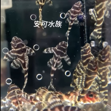  L333 黃金帝王迷宮 (小)2.5-3cm