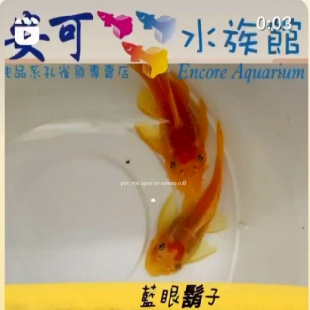 藍眼鬍子2.5-3.5cm