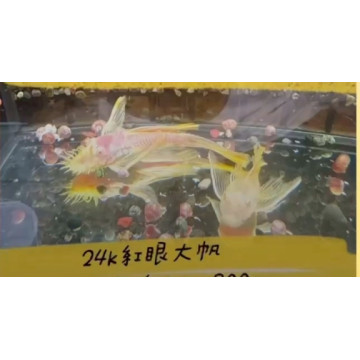 24K紅眼大帆