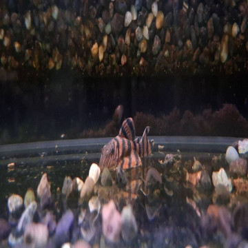 阿蓮卡紅老虎3.5-4.5cm