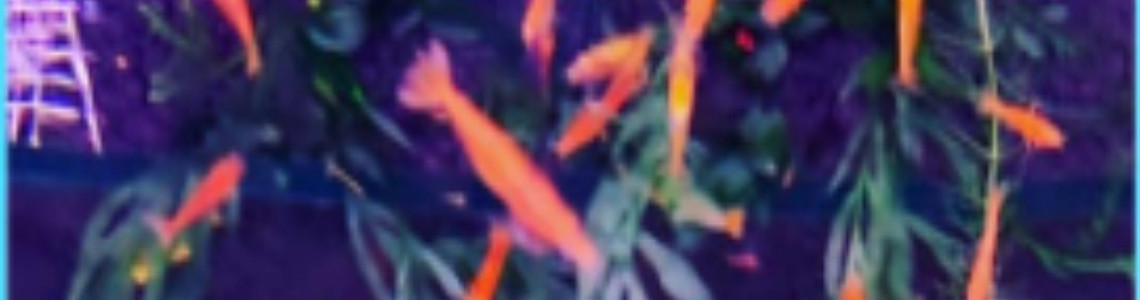 米蝦優惠 ~🌹 米蝦系列