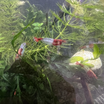 紅琉璃