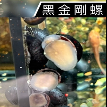 黑金剛螺