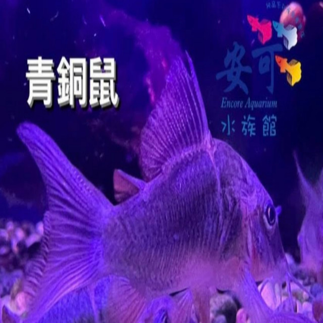 青銅鼠 4~4.5公分
