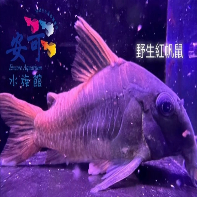 野生紅帆鼠 5.5~6公分