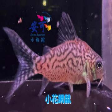 小花網鼠 4~4.5公分