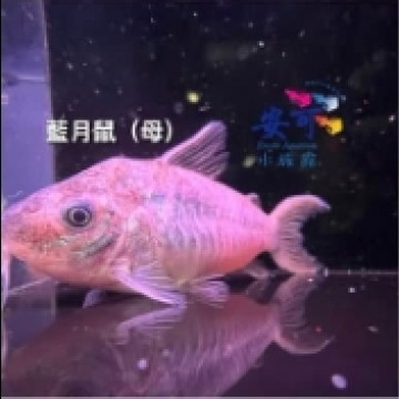 藍月鼠 4.5~5公分