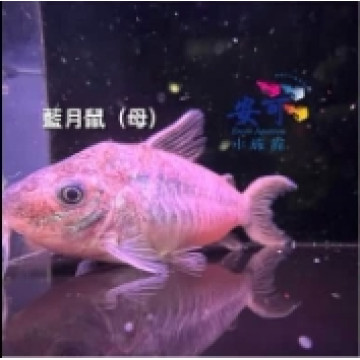 藍月鼠 4.5~5公分