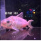 藍月鼠 4.5~5公分