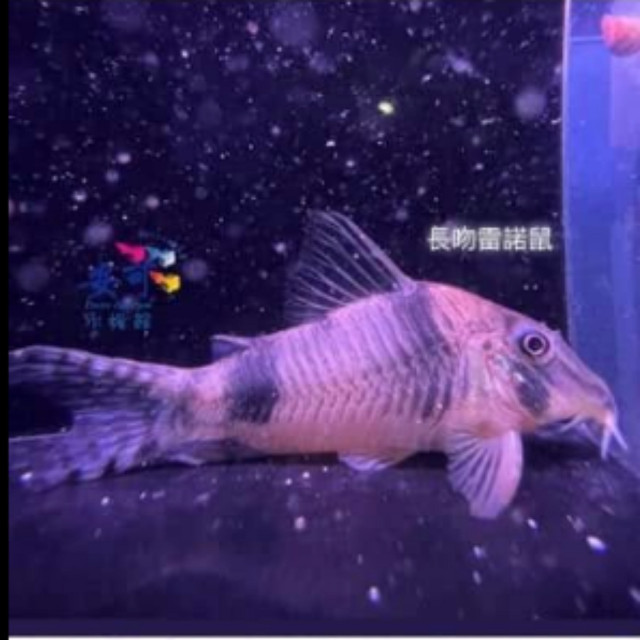 長吻雷諾鼠 3.5-4公分